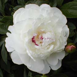 Pivoine 'Festiva Maxima' / Paeonia lactiflora Festiva Maxima